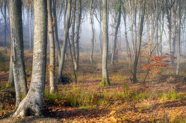Fototapeta premium Beech forest in the fog with fallen leaves and old tree trunks.