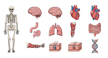 Anatomy Illustration Diverse Human Body Organs and Skeletal System Depicted for Educational and Medical Use
