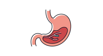 Obraz premium Human Stomach Anatomy Illustration with Digestive Tract and Internal Organs