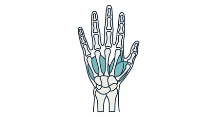 Fototapeta premium Detailed anatomical illustration of the human hand, a clear diagram showing bones and highlighted muscles, perfect for medical education and biological studies