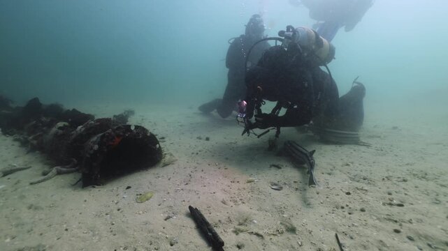 Divers gently touch a curious catshark while observing a small group gliding through the lush kelp forest, studying their calm behavior as filtered light reveals the sharks smooth, patterned bodies.