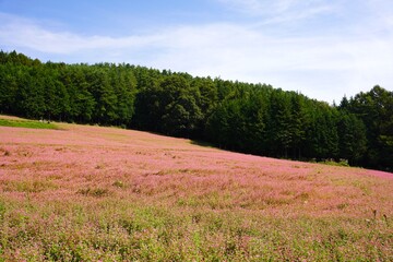 信州　赤ソバの里　満開の蕎麦畑