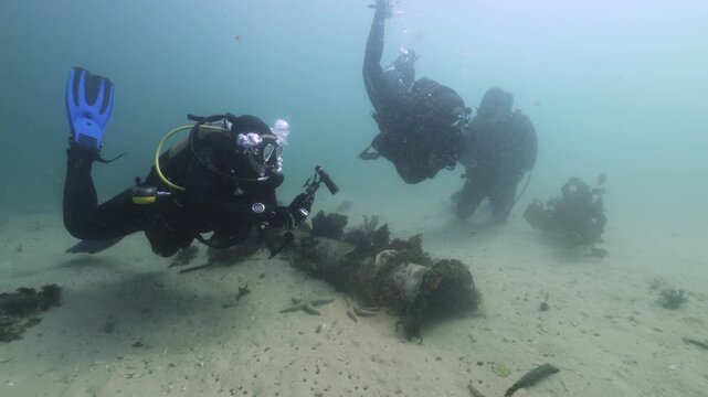 Divers gently touch a curious catshark while observing a small group gliding through the lush kelp forest, studying their calm behavior as filtered light reveals the sharks smooth, patterned bodies.