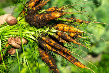 Harvesting fresh carrots from the garden with hands covered in soil, showcasing vibrant colors and healthy produce during a sunny day in spring