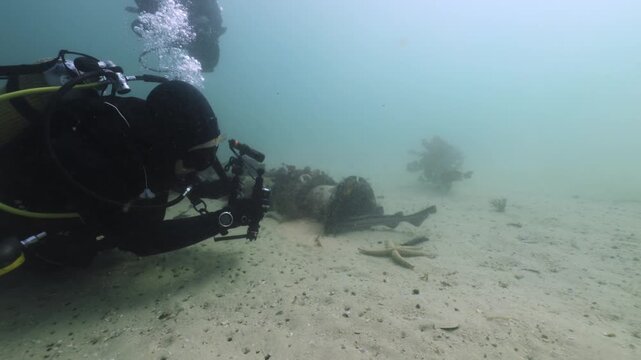 Divers gently touch a curious catshark while observing a small group gliding through the lush kelp forest, studying their calm behavior as filtered light reveals the sharks smooth, patterned bodies.