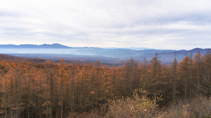 日本：浅間山と霞がかかった佐久市街地をバックに紅葉した森【メルヘン街道・ふるさとの森】長野県小海町・11月