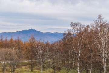 日本：メルヘン街道／バス停「ふるさとの森」周辺の白樺林【北八ヶ岳】長野県小海町・11月