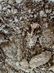 Close-up texture of dry, rough soil with natural clumps, roots, and organic debris. Ideal for backgrounds, environmental themes, agriculture concepts, geology, and nature design elements.