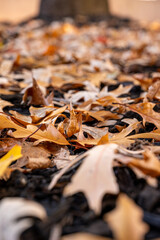 Detailed close-up of dry autumn leaves scattered across the ground with soft background blur. Warm seasonal colors perfect for nature themes, fall backgrounds, and seasonal design elements.
