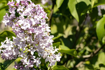 Beautiful lilac flowers blooming in a garden, surrounded by lush green leaves in bright sunlight during springtime