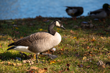 Canada goose walking across sunlit grass near a lakeshore on an autumn day. Warm natural light, fall colors, and soft water background create a peaceful wildlife scene.