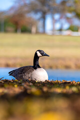 Close-up of a Canada goose resting on the ground near a lakeside during autumn. Warm fall colors with soft background bokeh and calm water create a peaceful wildlife nature scene.