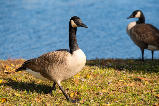 Canada goose walking along a lakeshore on a sunny autumn day. Vibrant fall colors, blue water, and natural wildlife scenery create a peaceful outdoor nature setting.