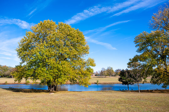 A wide landscape view of a large tree beside a calm pond on a bright sunny day, with clear blue sky and scattered clouds. Peaceful natural scenery suitable for backgrounds and nature themes. - Powered by Adobe