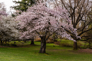 Japanese Pink Cherry Blossom tree. Beautiful large pink flowers opened on branches of profusely blooming