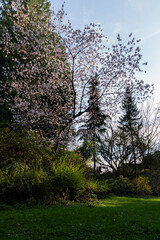 blossom trees in the early spring city park