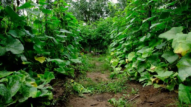 Rising camera from ground level revealing cucumber plants growing on arch shaped trellis made from cattle panels as cage free chickens and ducks roaming in adjacent enclosure in the background