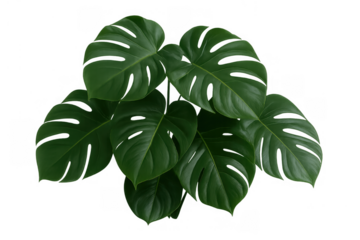 Monstera plant leaves with a transparent background, tropical houseplant foliage for home decor and botany concepts