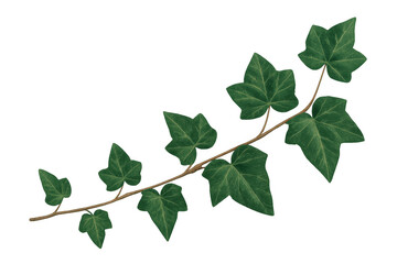 Ivy vine with green leaves creating natural pattern, climbing plant element for design on transparent background