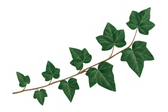 Ivy vine with green leaves creating natural pattern, climbing plant element for design on transparent background - Powered by Adobe