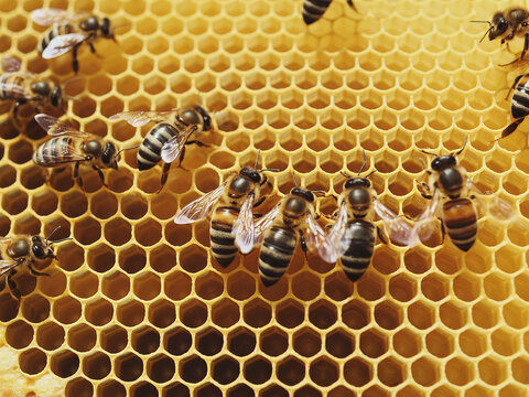 Bees on honeycomb close-up view of honeybees working in a hive apiculture and beekeeping concept - Powered by Adobe