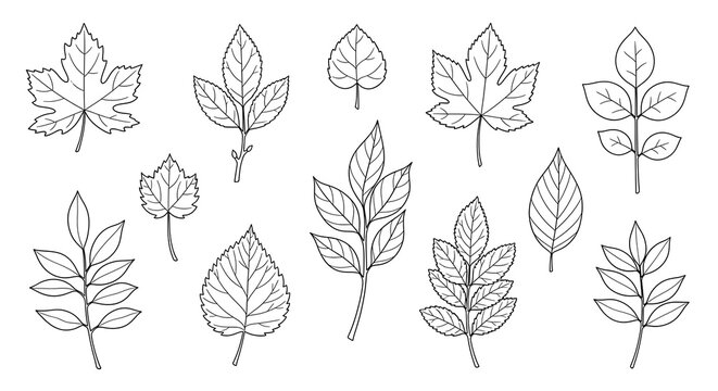 Botanical Line Art Exquisite Tree Leaves Illustrations