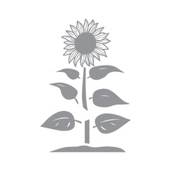 Sunflower Plant Illustration