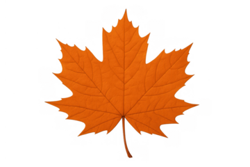 Orange maple leaf showing autumn colors of the natural season, isolated on a transparent background for easy use