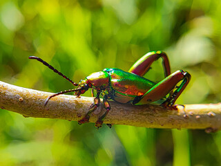 Iridescent Frog-Legged Beetle (Sagra buqueti) Macro &ndash; Vibrant Rainbow Colors on Fresh Green Leaves