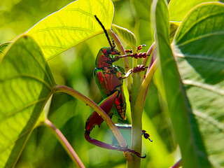 Colorful Frog-Legged Beetle (Sagra buqueti) on Leaf &ndash; High-Detail Macro with Shiny Iridescent Body