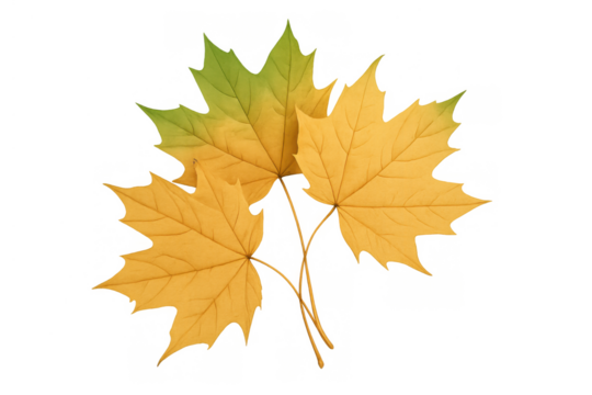 Autumn maple leaves changing color for fall season, drawing elements of nature and seasonal decorative design