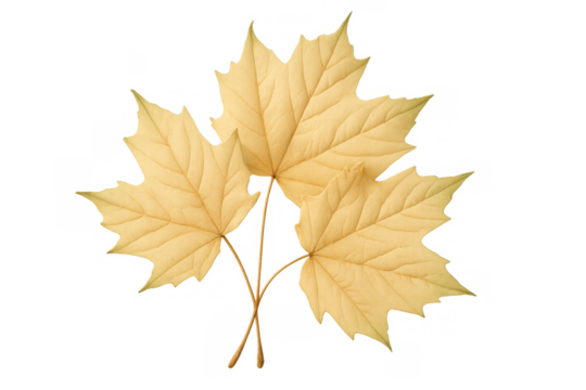 Three yellowing maple leaves showing autumn season and fall foliage changing colors on transparent background