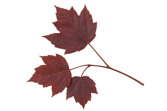 Red maple leaves on a branch, showing autumn colors and falling foliage, isolated with a transparent background