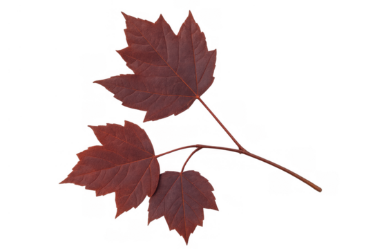 Red maple leaves on a branch, showing autumn colors and falling foliage, isolated with a transparent background - Powered by Adobe