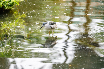 Black-crowned Night Heron Wading and Creating Ripples in Pond Water