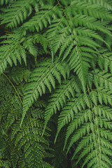 A dramatic and textural close-up of dense, deep green fern fronds filling the frame. 