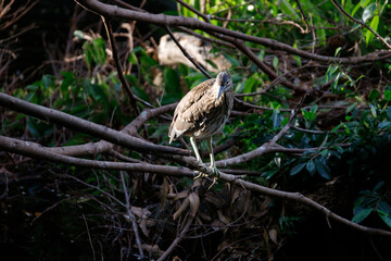 Juvenile Night Heron Perched on Forest Branches