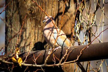 Mourning Dove on Bare Branch in Warm Sunlight