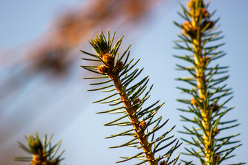 Macro View: Conifer Needles on a Branch in Sunlight
