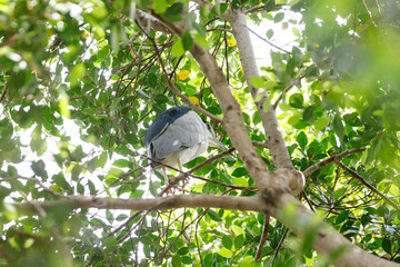 Black-crowned Night Heron Resting High Up in the Tree Canopy