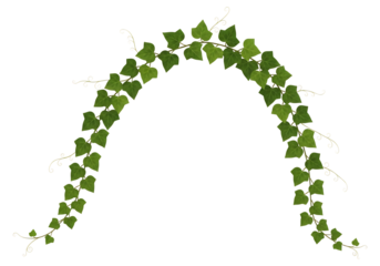 Vibrant green ivy plant with delicate leaves forming an upward curving arch, ideal for spring, garden, or naturalistic themes, isolated on transparent background