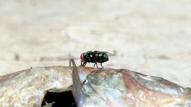 The green bottle fly, blowfly or common greenbottle fly (Lucilia sericata), which perches on fish carcasses. The fly feeds and reproduces on animal carcasses.