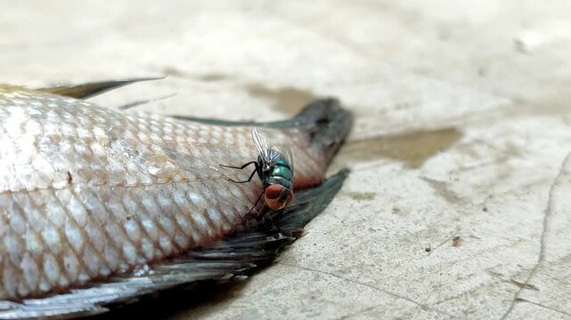The green bottle fly, blowfly or common greenbottle fly (Lucilia sericata), which perches on fish carcasses. The fly feeds and reproduces on animal carcasses.