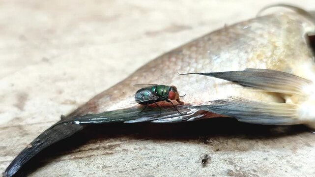 The green bottle fly, blowfly or common greenbottle fly (Lucilia sericata), which perches on fish carcasses. The fly feeds and reproduces on animal carcasses.