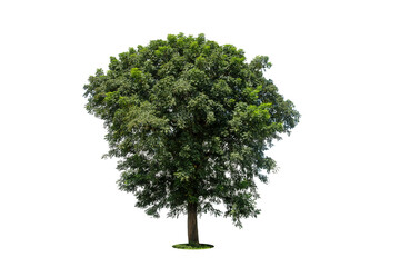 Trees isolated on white background, tropical trees isolated used for design, advertising and architecture