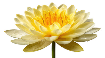 Fototapeta premium Beautiful Yellow Water Lily Blooming with Petals and Raindrops Creating a Serene Natural Scene