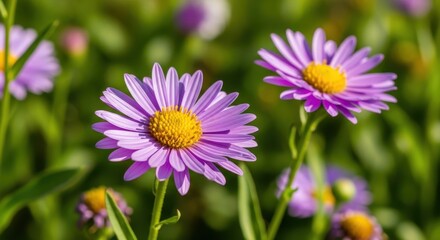 Obraz premium Delicate perennial aster blooms radiating vivid color amidst a lush green backdrop highlighting