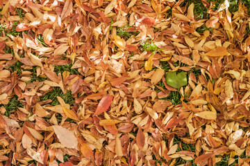 秋・冬の森の背景　紅葉した枯れ葉の落ち葉で敷き詰められた地面　季節・乾燥・自然の風景