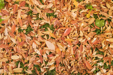 秋・冬の森の背景　紅葉した枯れ葉の落ち葉で敷き詰められた地面　季節・乾燥・自然の風景