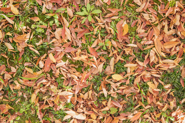 秋・冬の森の背景　紅葉した枯れ葉の落ち葉で敷き詰められた地面　季節・乾燥・自然の風景